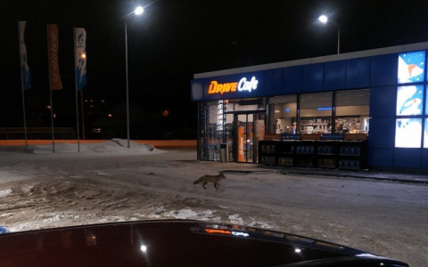 Жителей Саранска напугала дикая лиса, гуляющая по городу