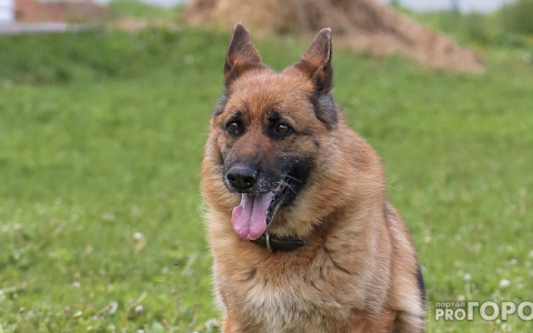 В Мордовии догхантеры начали ловить собак в капканы, расставленные по городу