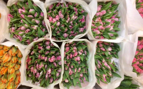 В России к 8 марта ожидается рекордное подорожание цветов