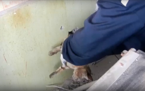 Спасатели Мордовии пробили стену жилого дома, чтобы спасти кота