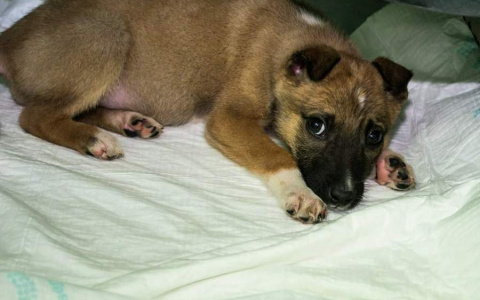 В Мордовии осудят мужчину, который на глазах у 6-летнего ребенка покалечил щенка