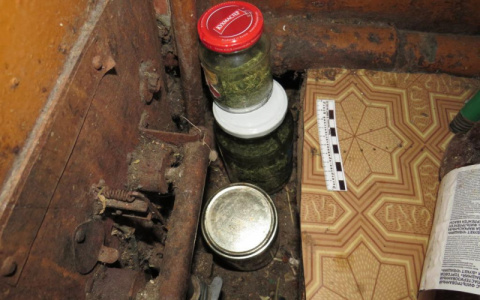 Житель Мордовии украсил подпол дикорастущей коноплей в цветочном горшке