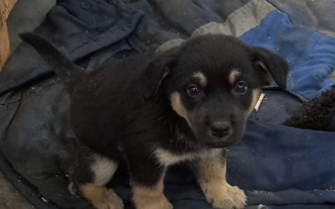 Забери меня домой: в Саранске бездомные животные ищут заботливых хозяев