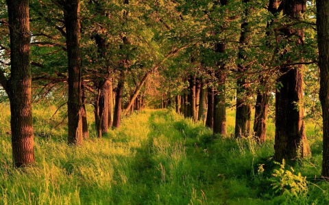 Лесорубами из Мордовии незаконно было спилено деревьев на два млн рублей