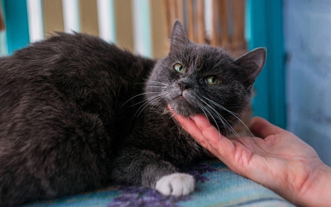 Забери меня домой: в Саранске бездомные животные ищут заботливых хозяев