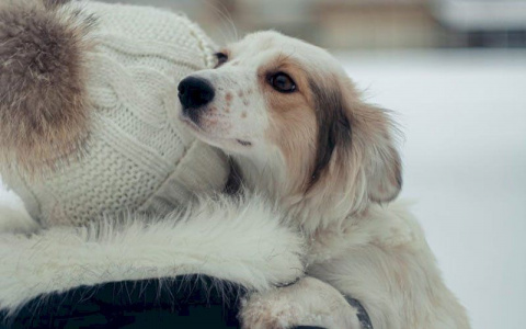 Известный в Саранске волонтер Татьяна Хомякова заявила о приостановлении деятельности