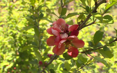 В Мордовии в ближайшие дни потеплеет до +18