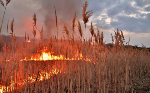В Мордовии из-за пала сухой травы сгорели 12 домов и дач