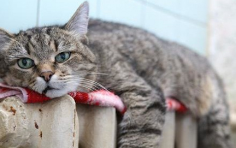 В Саранске отложено завершение отопительного сезона