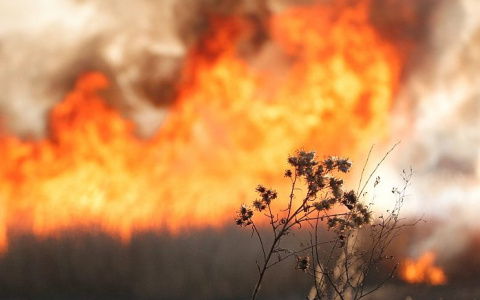 В Мордовии было ликвидировано более 700 пожаров из-за возгорания травы и мусора