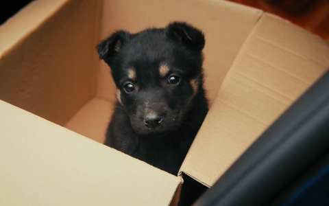 Житель Мордовии получил год исправительных работ за издевательства над щенком