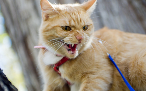 В Мордовии два села отправили на карантин из-за бешеных кошек