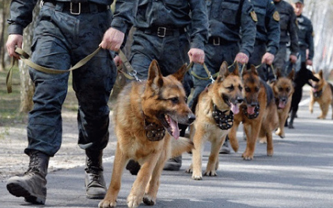 В учебном центре УФСИН РФ по Мордовии провели занятие по дрессировке собак