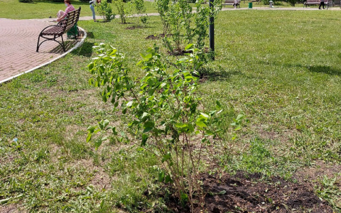 В центре Саранске заложили Аллею семьи