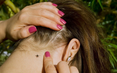 В Мордовии в мае 2021 года клещи покусали более 70 человек