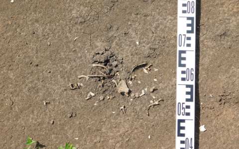 Липецкие археологи начнут раскопки древнего могильника в Мордовии