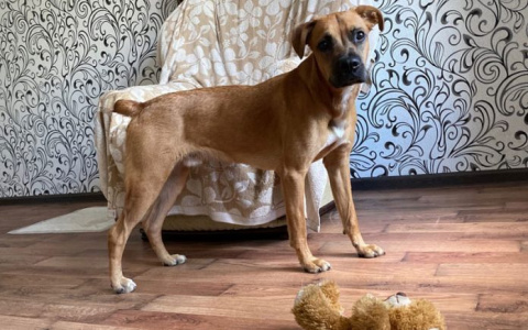 В Саранске хозяева отвезли своего пса в лес, привязали к дереву и оставили умирать