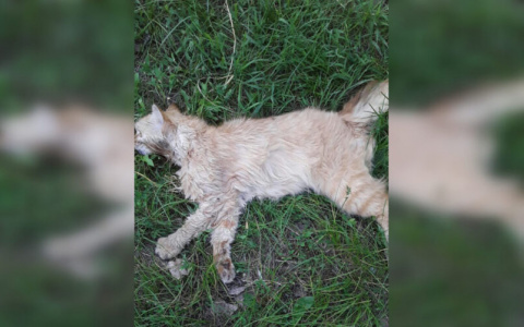 Зоозащитники в Мордовии рассказали о массовом отравлении кошек