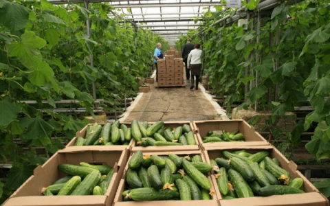 В Саранске за 2,2 миллиарда рублей. возведут теплицы площадью 8,6 гектар