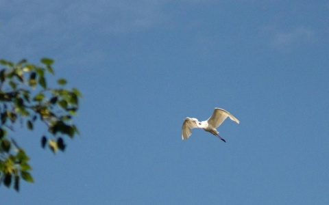 Редкий вид цапель появился в Мордовском заповеднике
