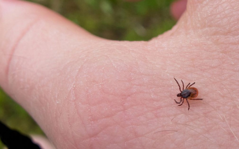 В кусающих жителей Мордовии клещах нашли возбудителей бореллиоза, пострадали 133 человека