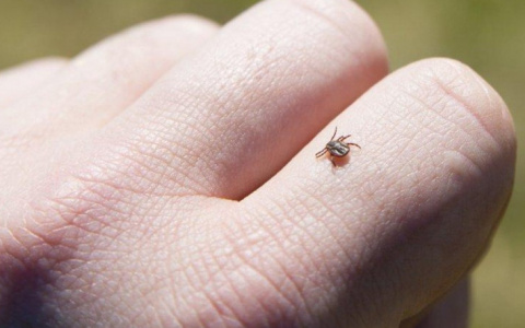 В Мордовии за 2021 год от клещей пострадал 171 челочек, из них – 107 дети