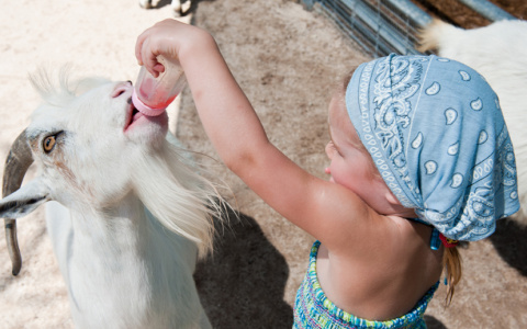 Ветеринар на «удаленке»