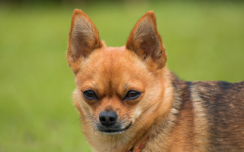 Жительница Саранска украла у подруги чихуахуа и 37 тысяч рублей