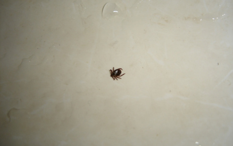 В Мордовии 126 детей пострадали от укусов клещей