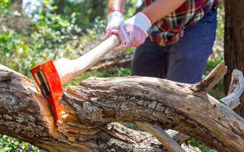В Мордовии директор лесничества заплатит штраф в 20 тысяч рублей за нелегальную рубку деревьев