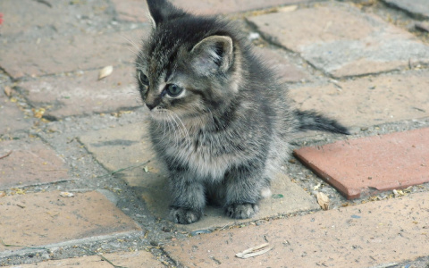 В Саранске на Химмаше возле школы разрубили пополам котенка