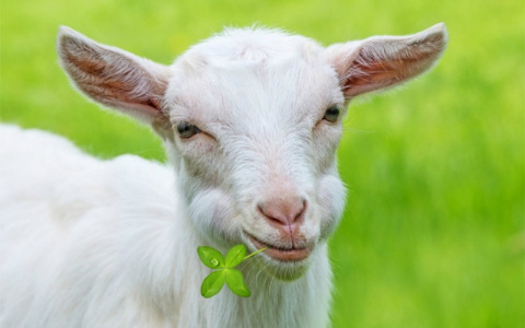 В Ардатовском районе задержали троих местных жителей, подозреваемых в краже белой козы