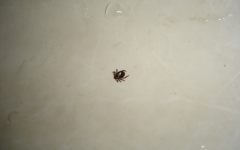 От укусов клещей в Мордовии пострадали 140 детей