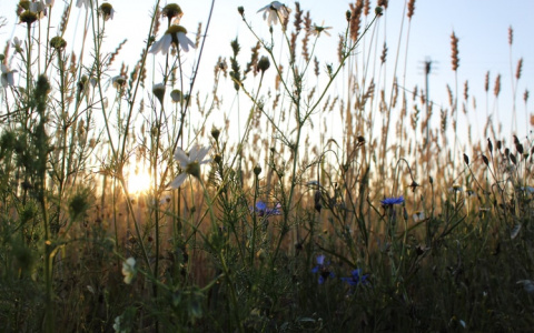 Синоптики рассказали, какая погода будет в Мордовии второго августа