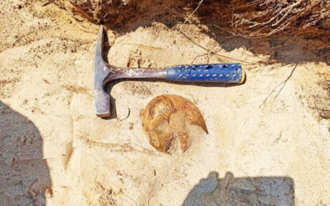 В Мордовии недалеко от села Макаровка палеонтологи нашли ископаемую морскую рептилию