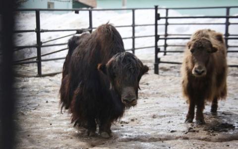 В Саранском зоопарке родился детеныш Яка