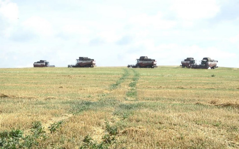 В Мордовии складывается катастрофическая ситуация с урожаем зерновых - всего 25 ц/га