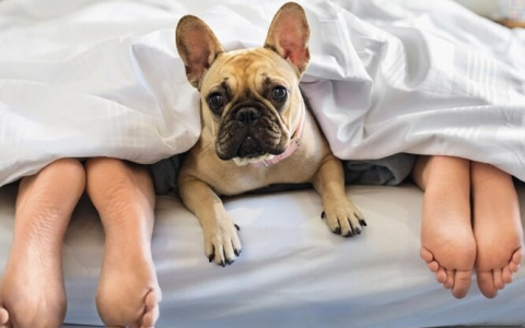 Тест. Узнай, какая собака тебе подходит по знаку Зодиака