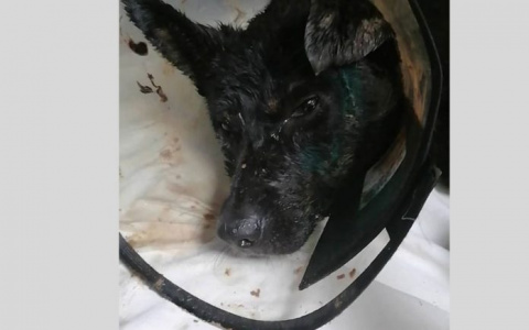 Пес Черныш выжил после нападения 43-летнего живодера с молотком