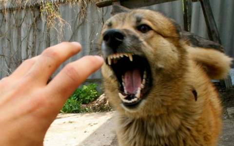 В Ардатове 10-летнего велосипедиста искусала собака