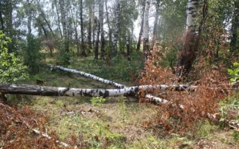 В Большеигнатовском районе Мордовии 51-летний мужчина незаконно спилил на дрова 13 берез