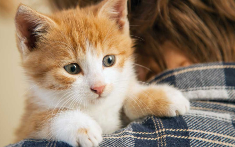 Тест. Кем ваш кот был в прошлой жизни?