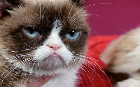 Тест. Кто ты из знаменитых котов?