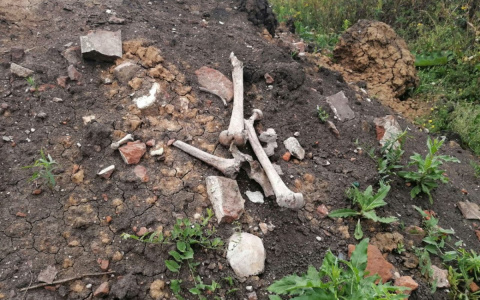 Жительница Саранска обнаружила человеческие останки в ТЭЦ-2