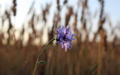 Синоптики рассказали, какая погода ждет жителей Мордовии 16 августа