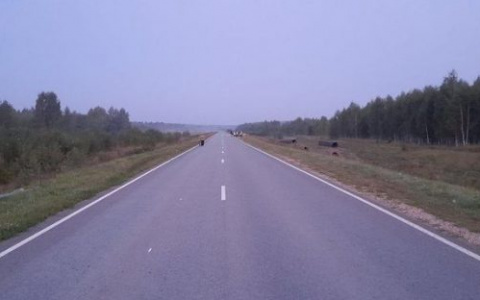 В Большеберезниковском районе Мордовии легковушка перевернулась в кювет