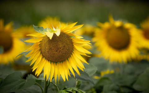 26 августа в Мордовии будет облачно и безветренно, температура поднимется до +22