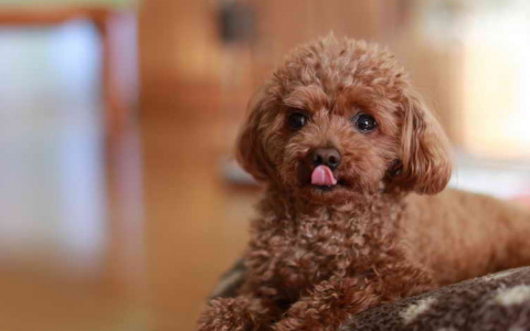 50-летняя жительница Саранска при покупке той-пуделя лишилась 15 тыс. рублей с карты