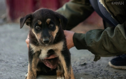 Жители Саранска собрали деньги на мясо для бездомных собак