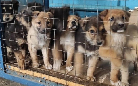 В саранском приюте начали массово заболевать щенки